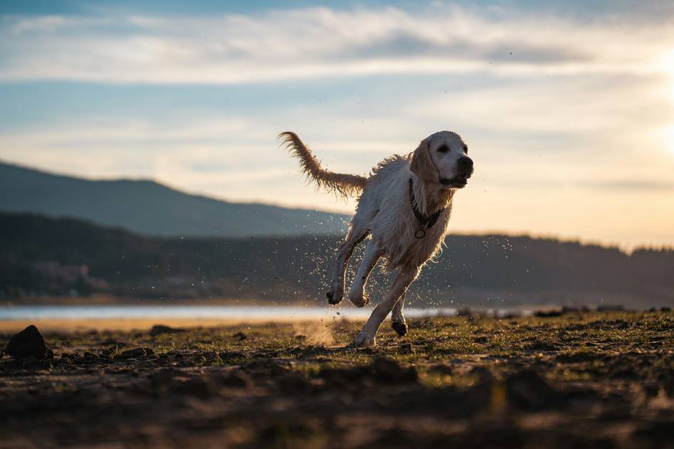 Happy dog and cat with vibrant energy on a green field, showcasing pet health with colostrum supplements